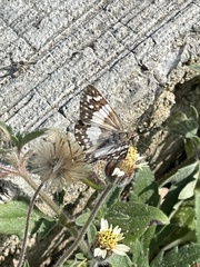 Heliopetes domicella