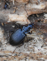 Limodromus assimilis