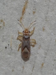 Thaumastocoris peregrinus
