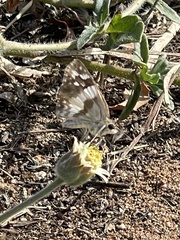 Heliopetes domicella