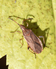 Ceraleptus lividus