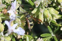 Ancistrocerus bustamente