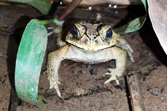 Duttaphrynus melanostictus