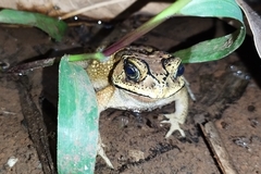 Duttaphrynus melanostictus