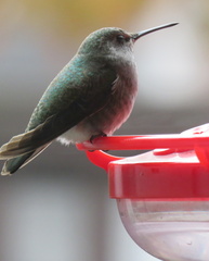 Calypte anna