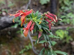Lobelia laxiflora