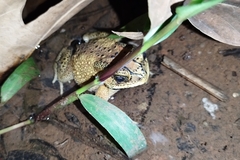 Duttaphrynus melanostictus