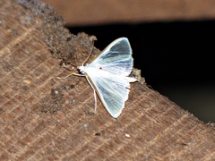 Palpita vitrealis