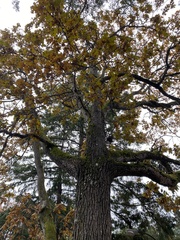 Quercus garryana