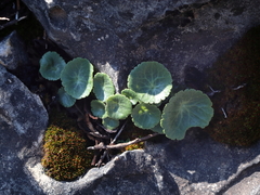 Umbilicus intermedius