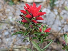 Castilleja arvensis arvensis