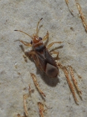 Thaumastocoris peregrinus