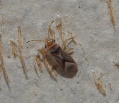 Thaumastocoris peregrinus