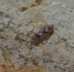 Thaumastocoris peregrinus