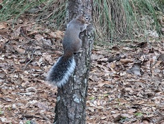 Sciurus nayaritensis