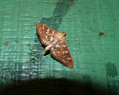 Prenesta fenestrinalis