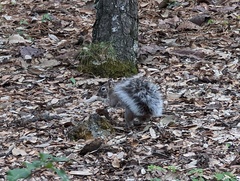 Sciurus nayaritensis