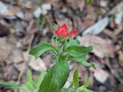 Castilleja arvensis arvensis