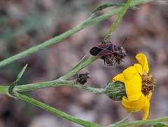 Neacoryphus bicrucis