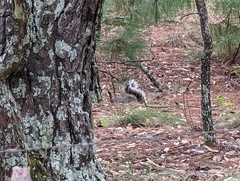 Sciurus nayaritensis