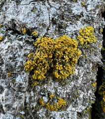 Xanthomendoza ulophyllodes