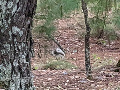 Sciurus nayaritensis