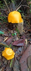 Hymenogloea papyracea