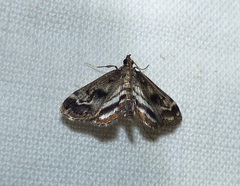 Parapoynx obscuralis