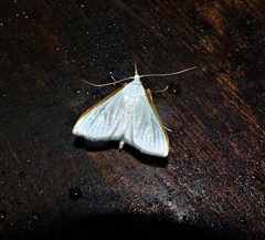 Diaphania costata