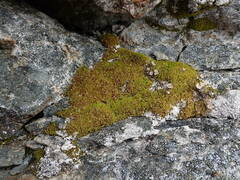 Hymenoloma crispulum