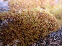 Hymenoloma crispulum