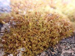 Hymenoloma crispulum