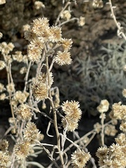 Pseudognaphalium californicum