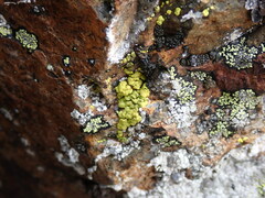 Acarosporaceae