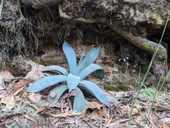 Agave guadalajarana