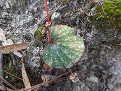 Begonia tapatia