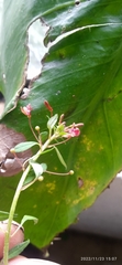 Lopezia racemosa