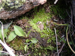 Conostomum tetragonum
