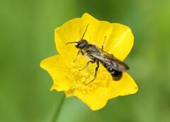 Chelostoma florisomne