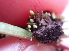 Conostomum tetragonum