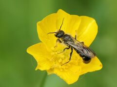 Chelostoma florisomne