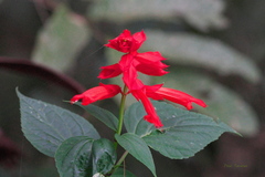 Salvia splendens