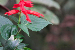 Salvia splendens