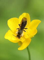 Chelostoma florisomne