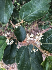 Commersonia bartramia