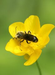 Chelostoma florisomne