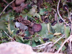 Peltigera venosa