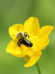 Chelostoma florisomne