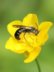 Chelostoma florisomne