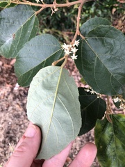 Commersonia bartramia